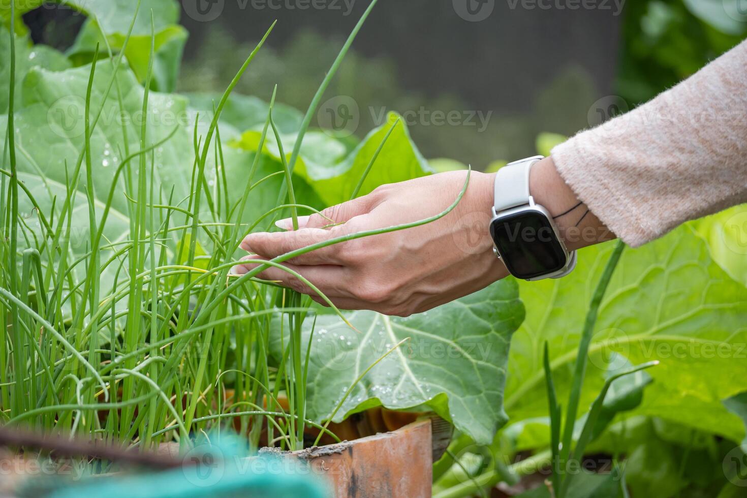A woman's hand checks the plants in the garden to see how the vegetables are growing. photo
