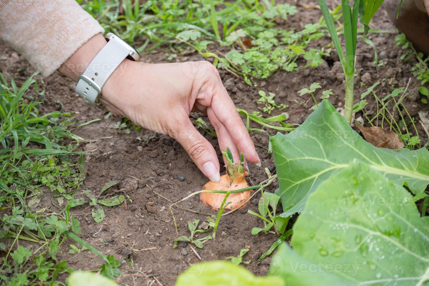 A girl's hand touching an onion that is growing on the floor of a home garden. photo