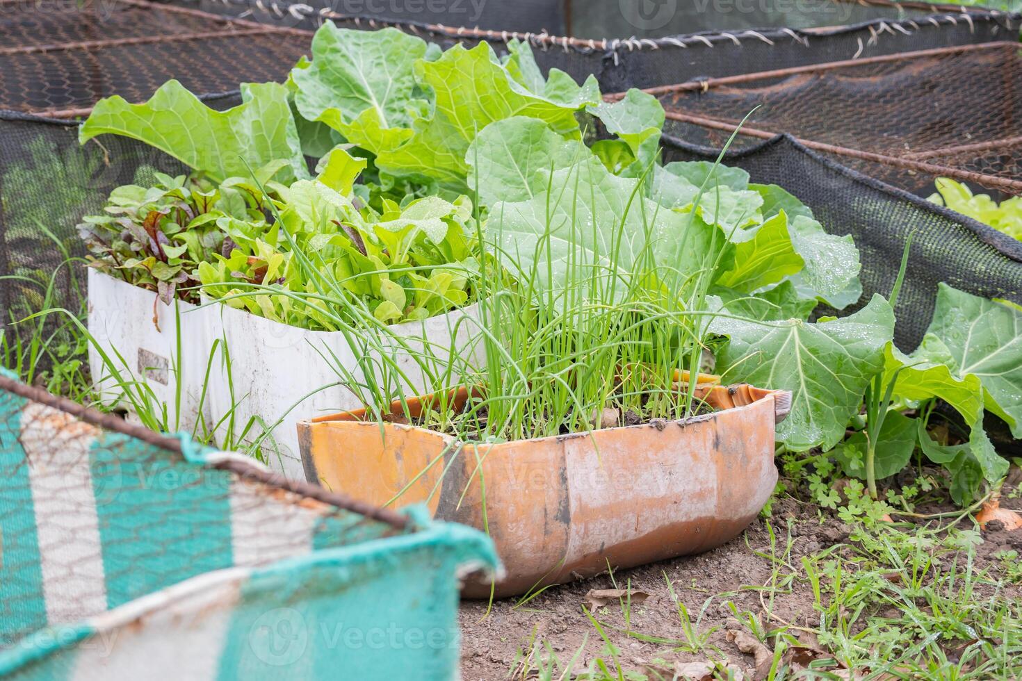 Urban, homemade vegetable garden made with recycled products., photo