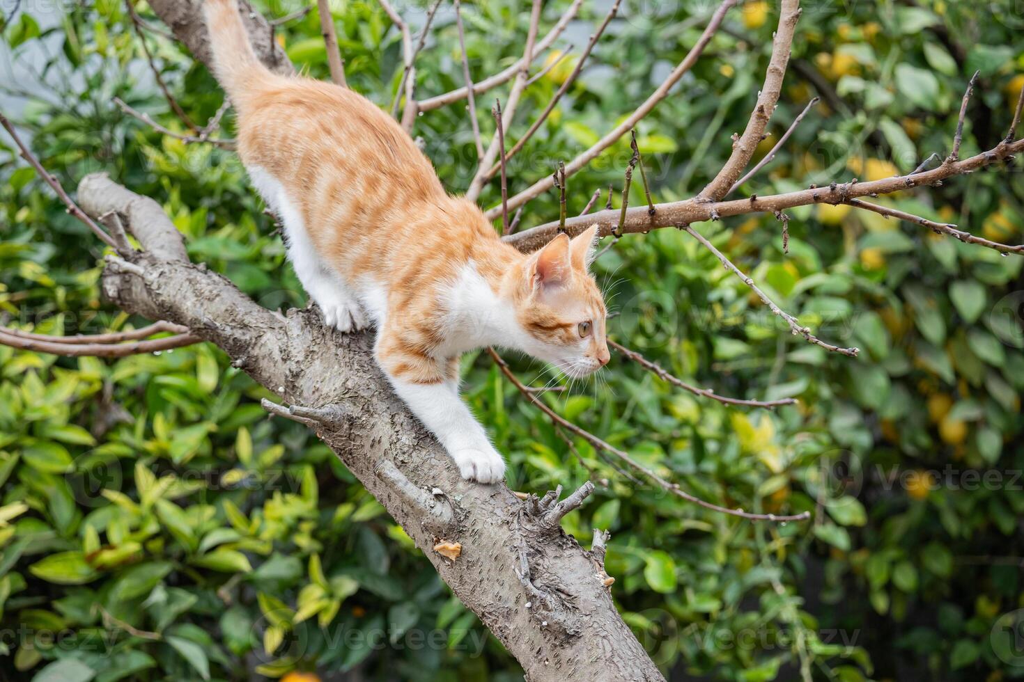 Caretaker cat in an orchard on a tree trunk. photo