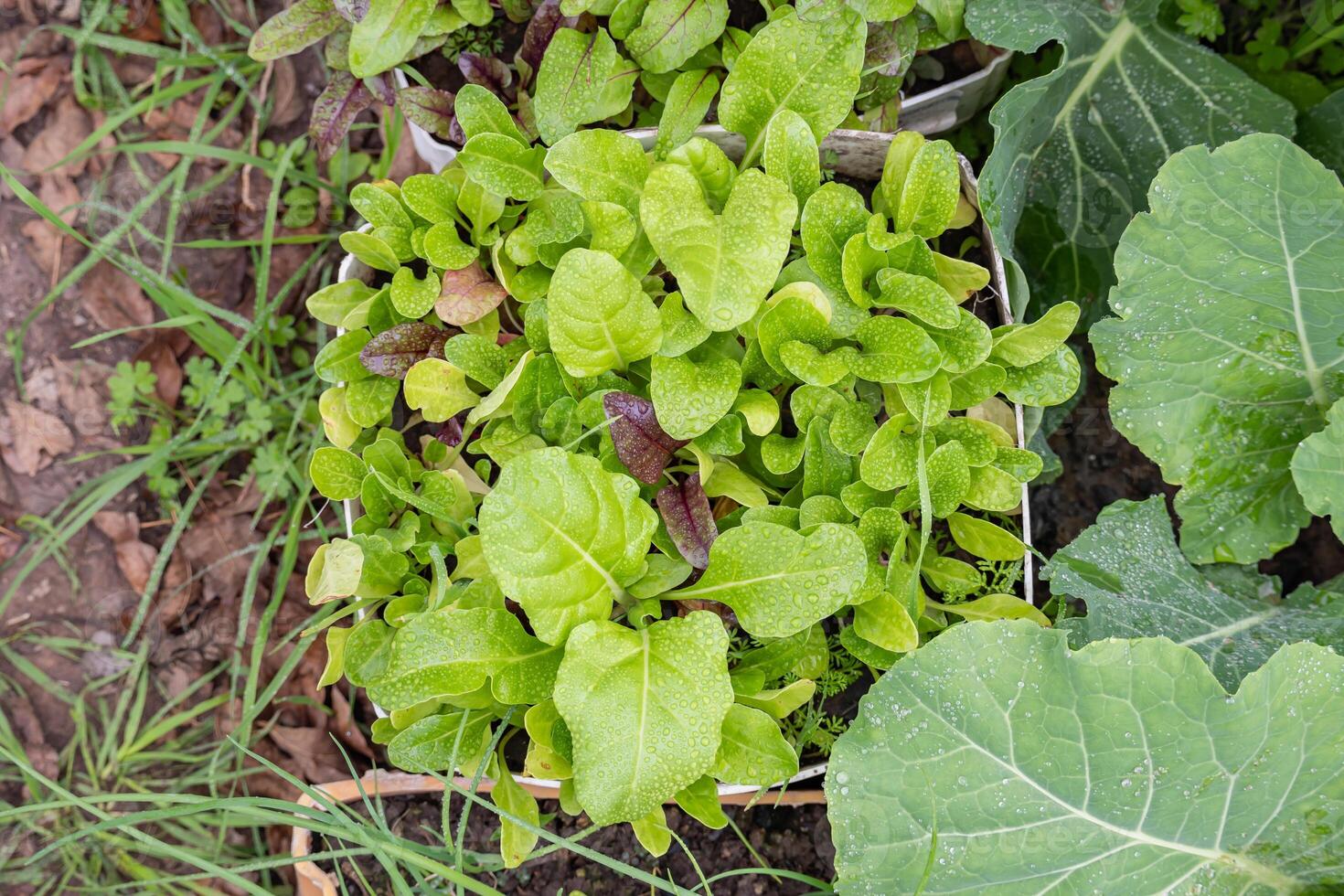Urban, homemade vegetable garden made with recycled products., photo