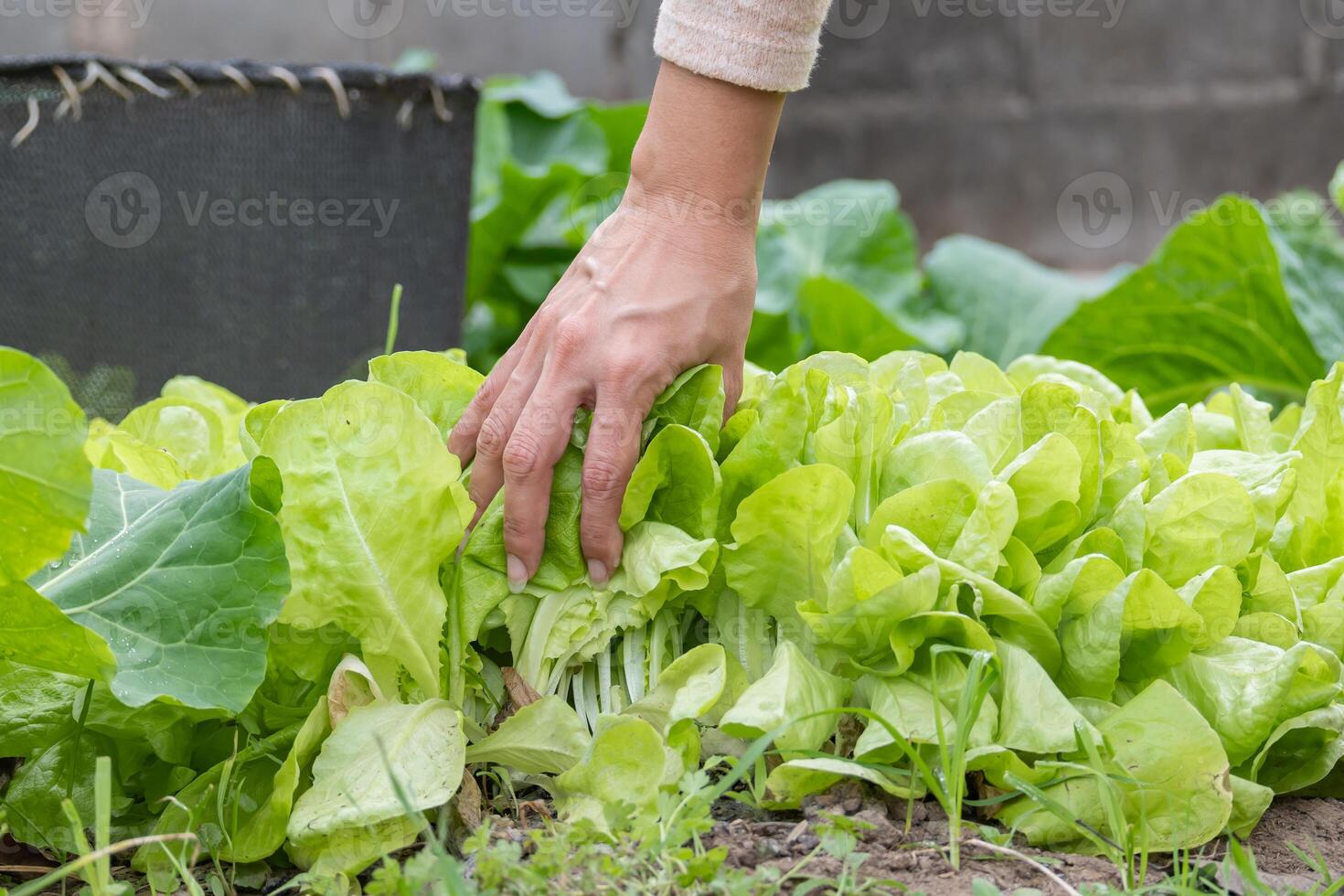 Hands of a woman checking how lettuce grows in a home garden. photo