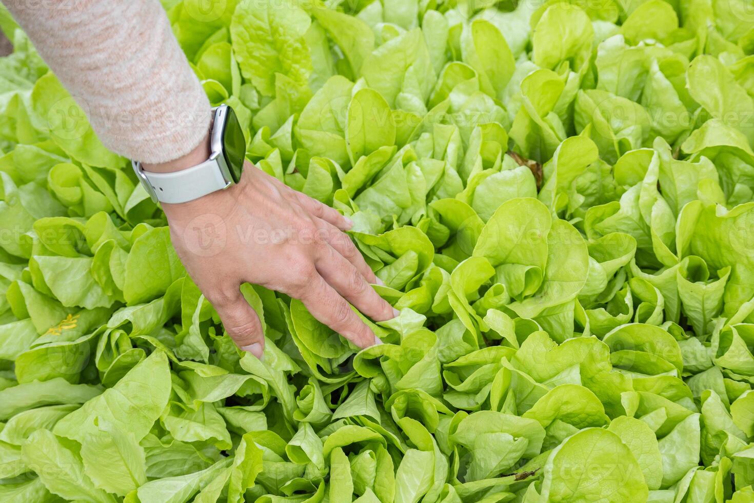 A woman's hand with a digital watch carefully checks the lettuce leaves in the garden. photo
