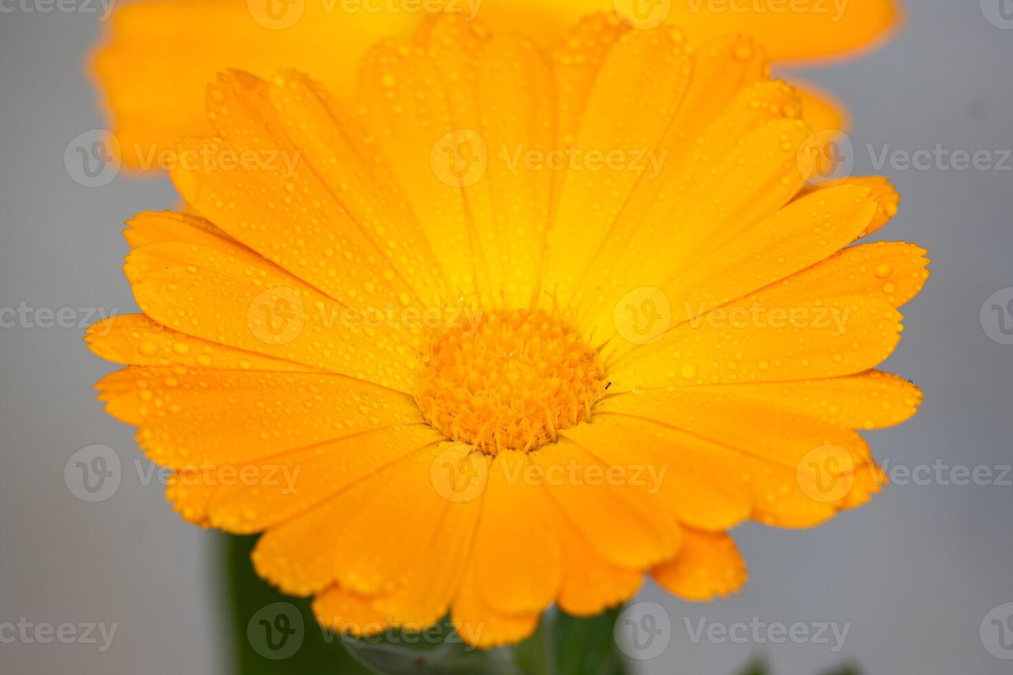 Orange flower of gerbera jamesonii photo