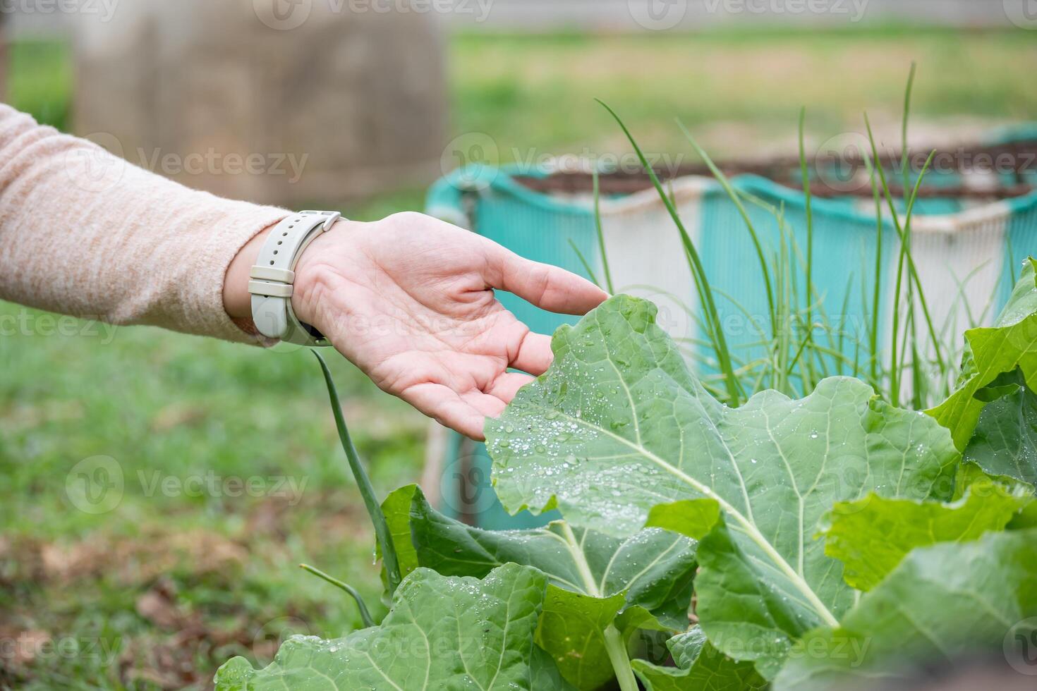 A woman's hand touching the leaves of a plant growing in the vegetable garden. photo