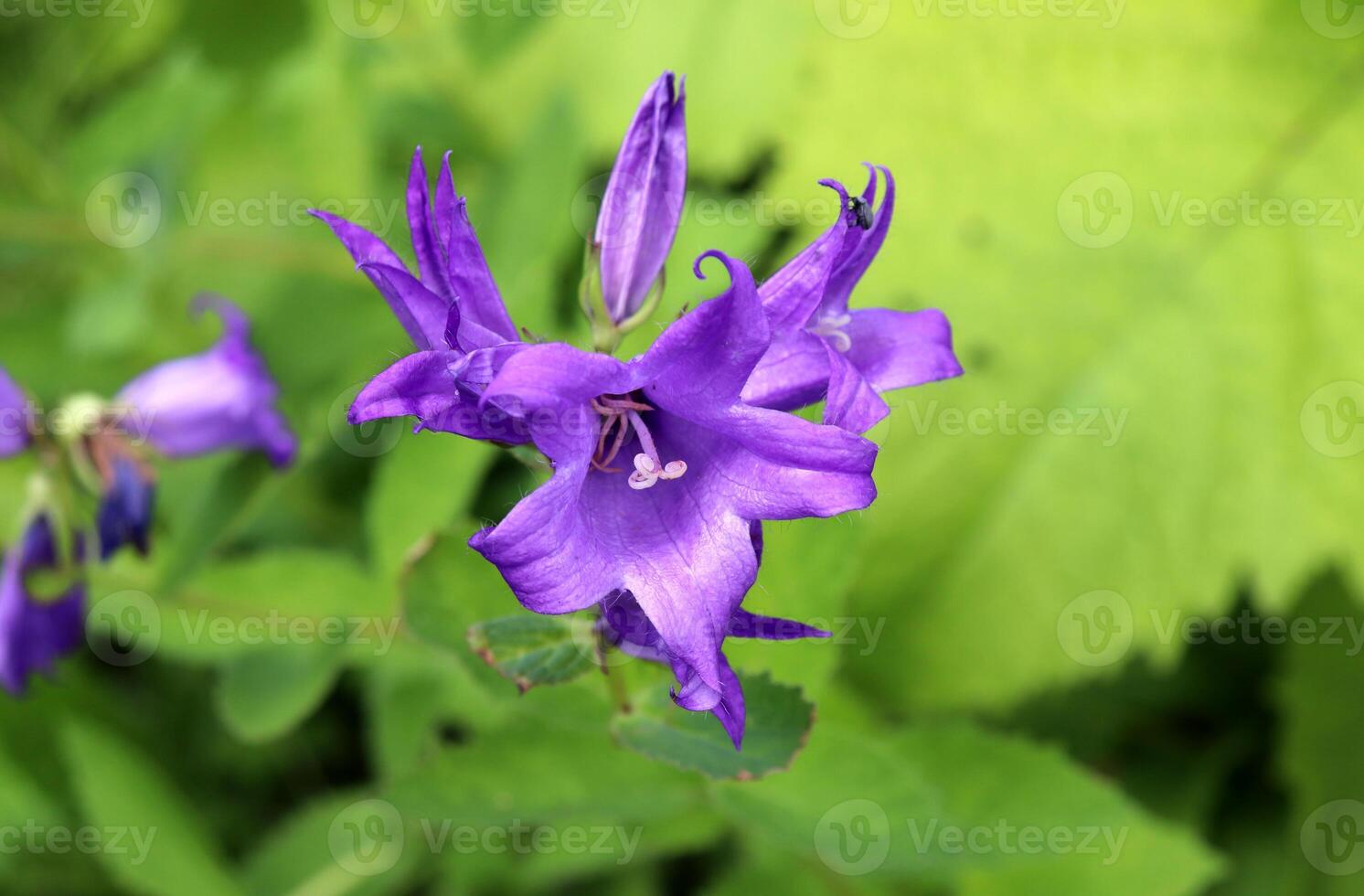blooming Campanula with a small beetle in profile on a petal photo