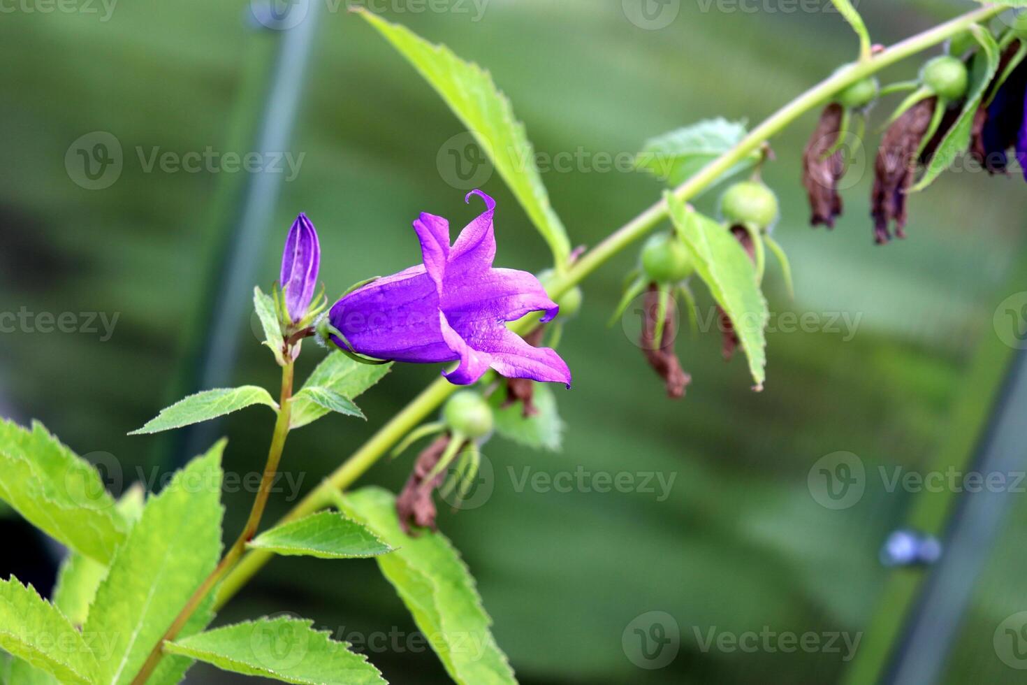 One blooming Campanula in profile and a withered inflorescence photo