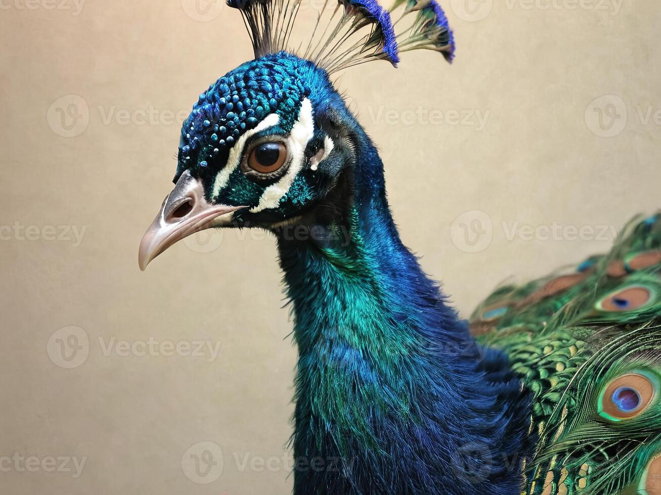 Close-up of a peacock with a striking crown of feathers against a beige background photo
