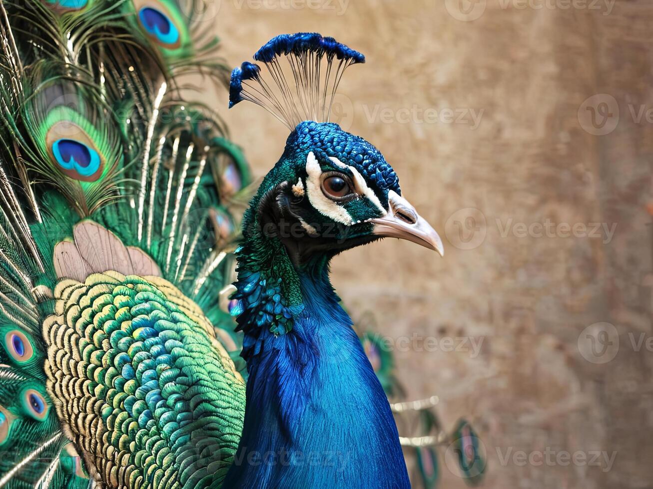 Peacock displaying vibrant feathers against a beige background photo