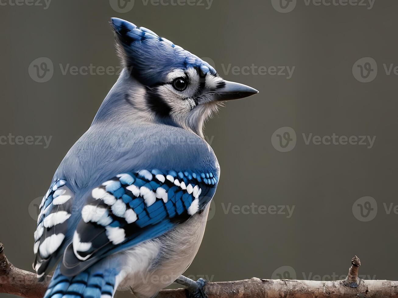 Blue jay perched on a branch with blurred background photo