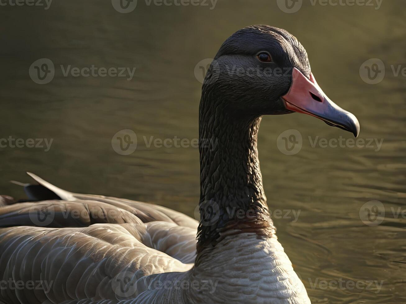 Profile of a red-billed goose swimming in a serene lake photo