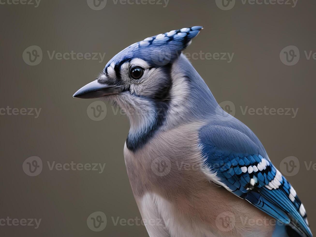 Profile of a Blue Jay with Detailed Feathers and Sharp Beak photo