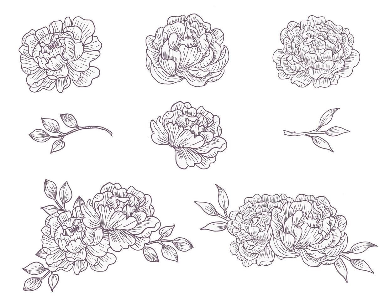 Hand Drawn Peony and Leaves Flower vector