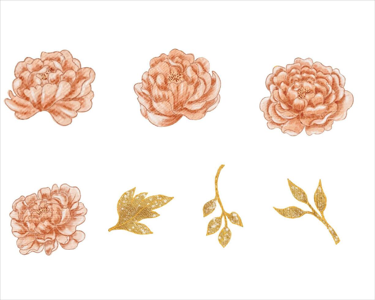 Vintage Peach Peony Watercolor Flower vector