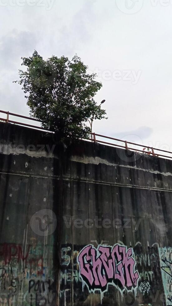 Tree near the wall with graffiti on the highway photo
