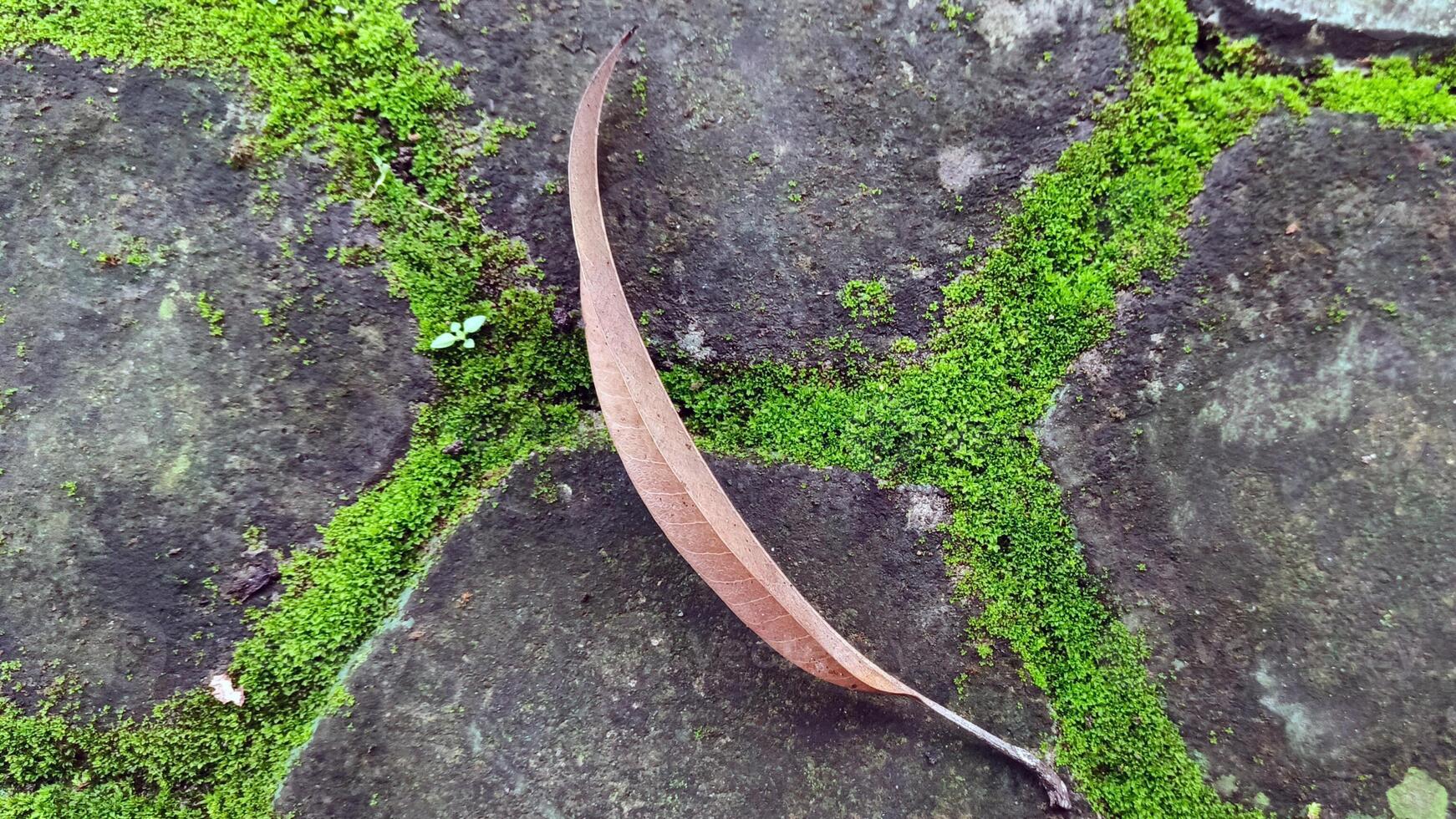 Fallen leaves on the sidewalk with moss photo