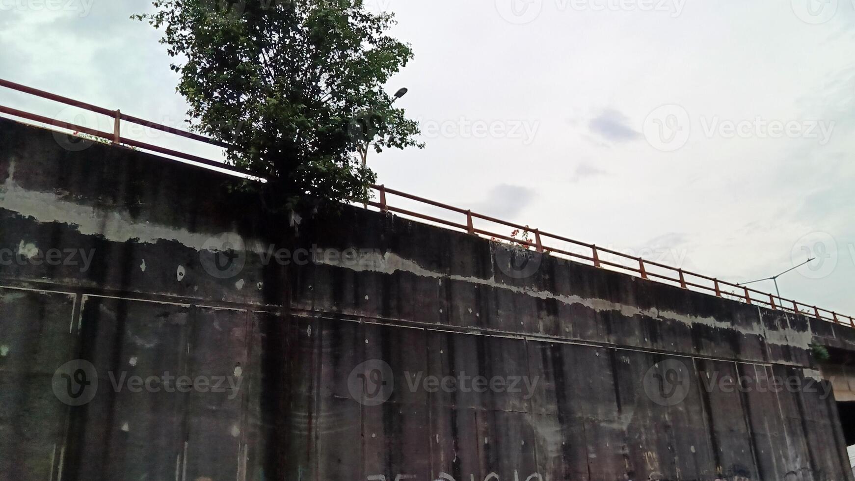 Tree near the wall with graffiti on the highway photo