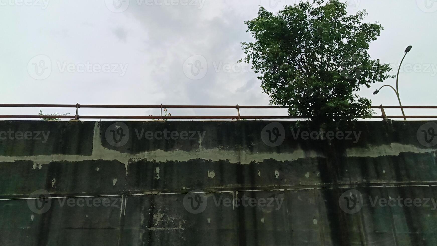 Tree near the wall with graffiti on the highway photo