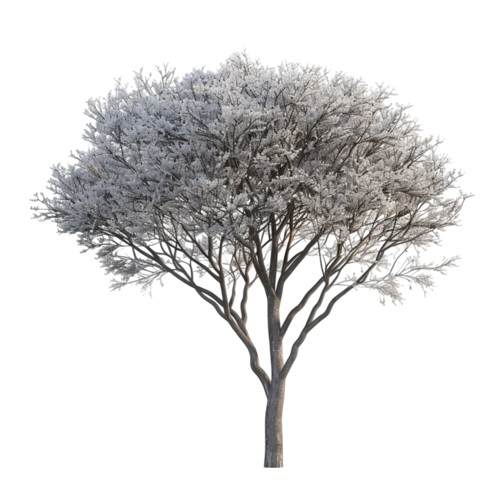 A Tree With Frost On It Is Shown On A Transparent Background. png