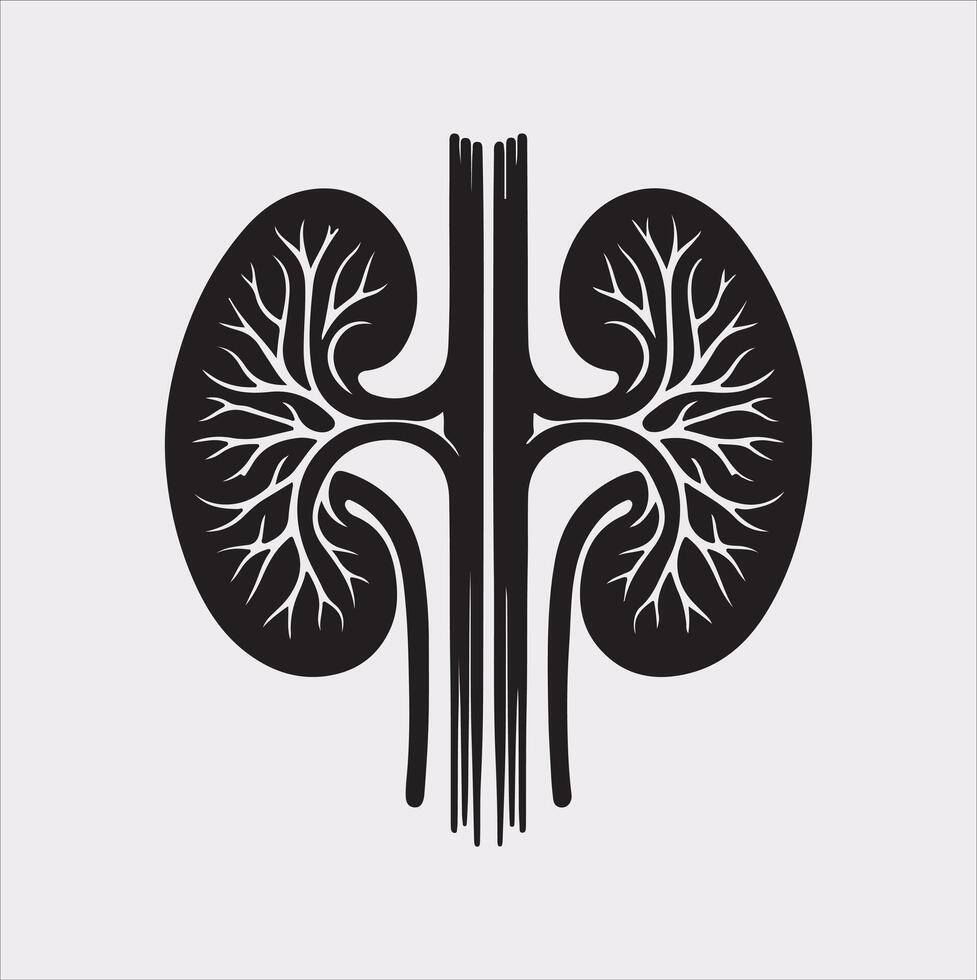 kidney silhouette on white background vector