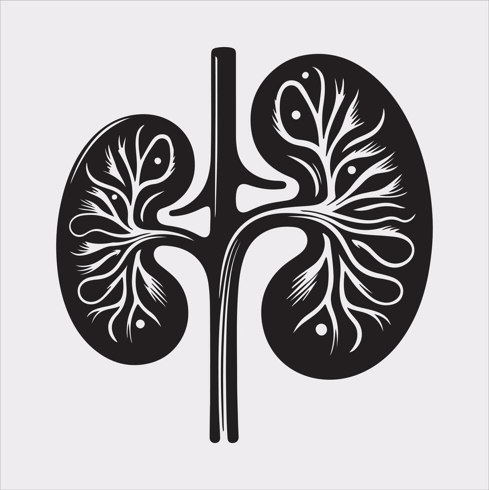 kidney silhouette on white background vector