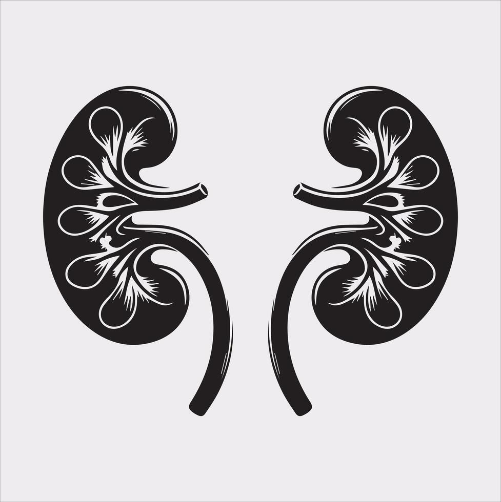 kidney silhouette on white background vector