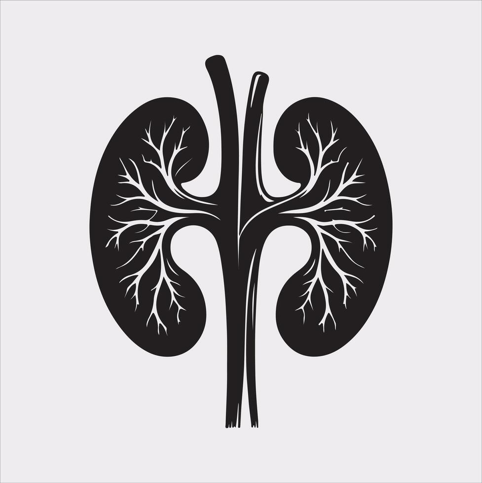 kidney silhouette on white background vector