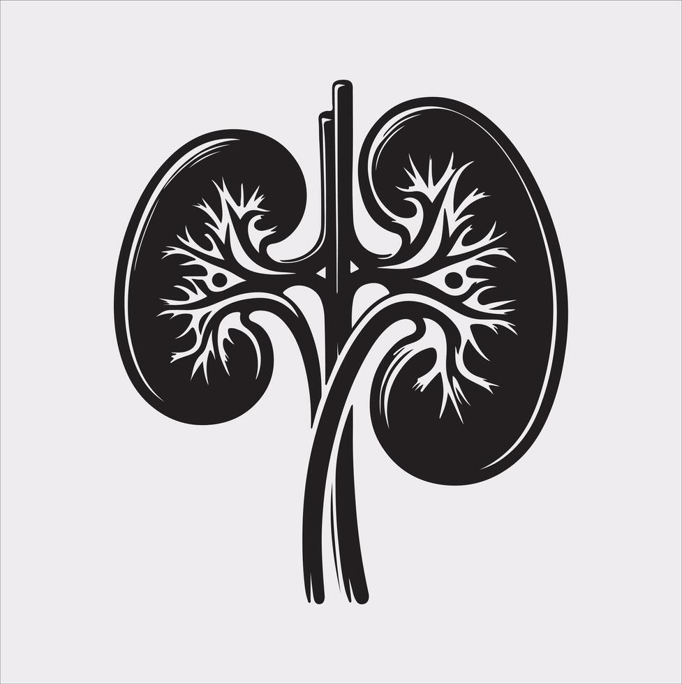 kidney silhouette on white background vector