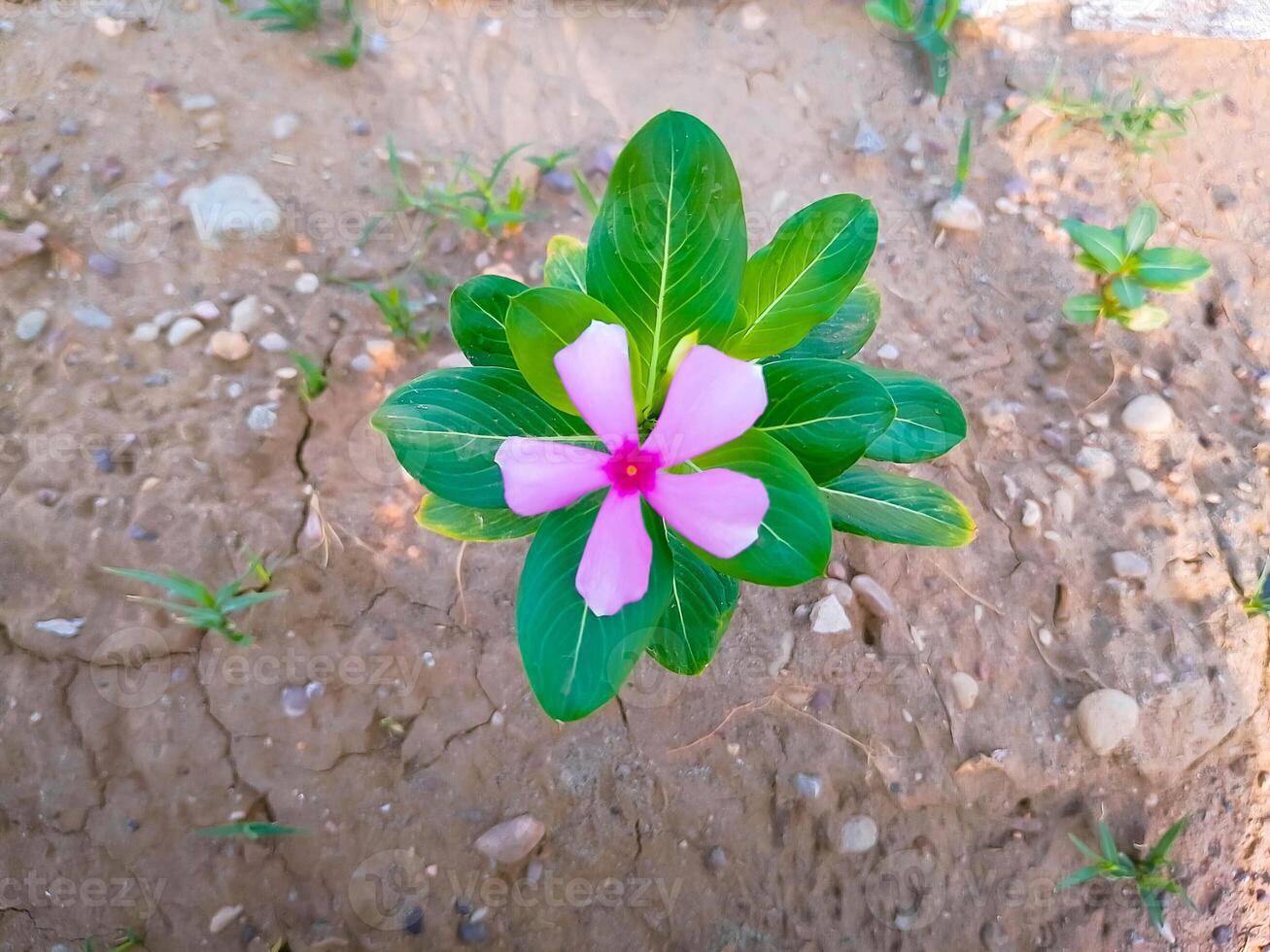 Beautiful Green Leaves with pink and violet blossom flower photo