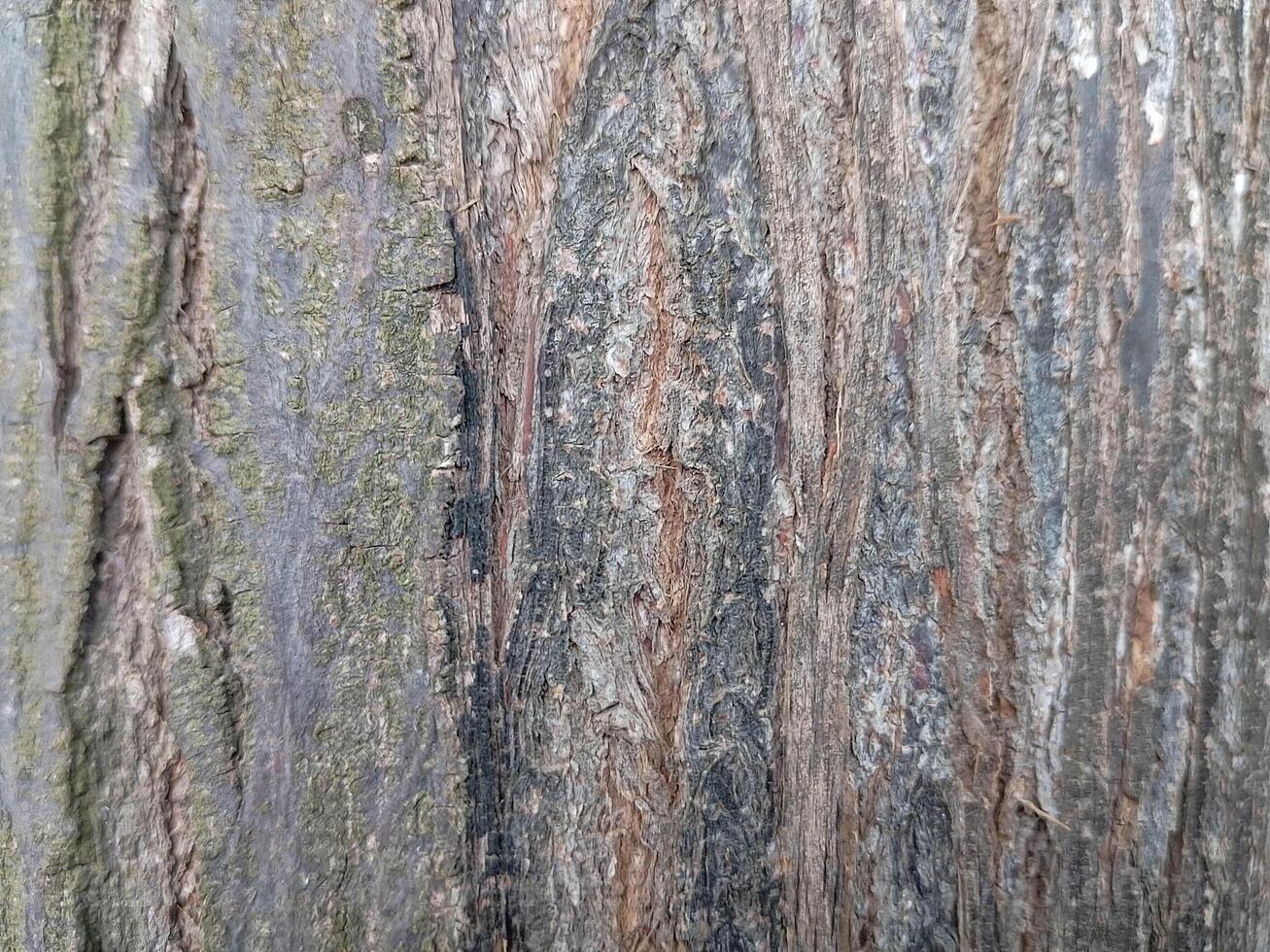 Trunk of the Tree Texture - Rough Wood Texture photo