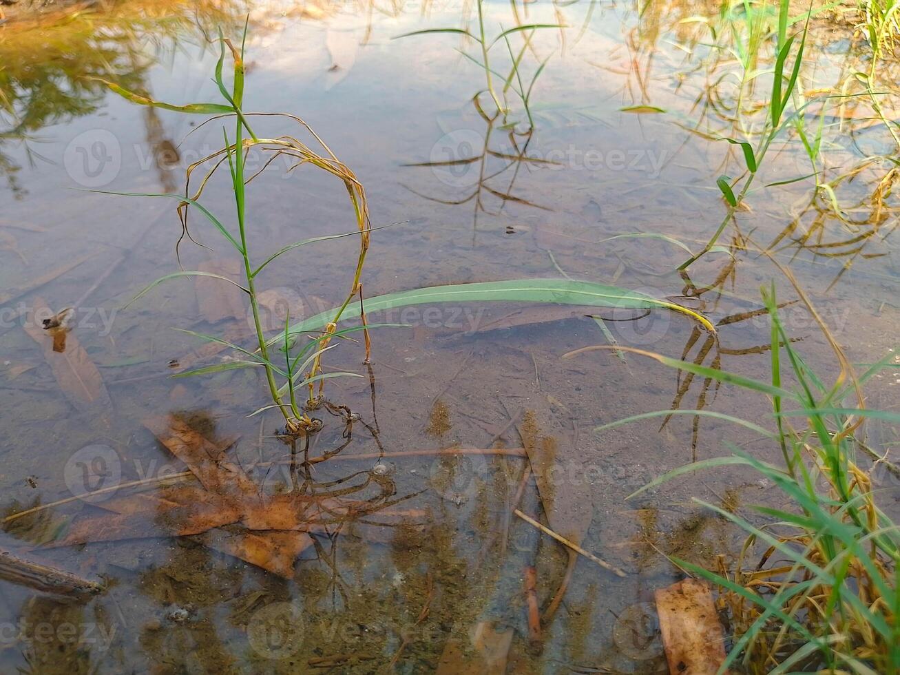 Small pond in the Garden with green leaf floating in. photo