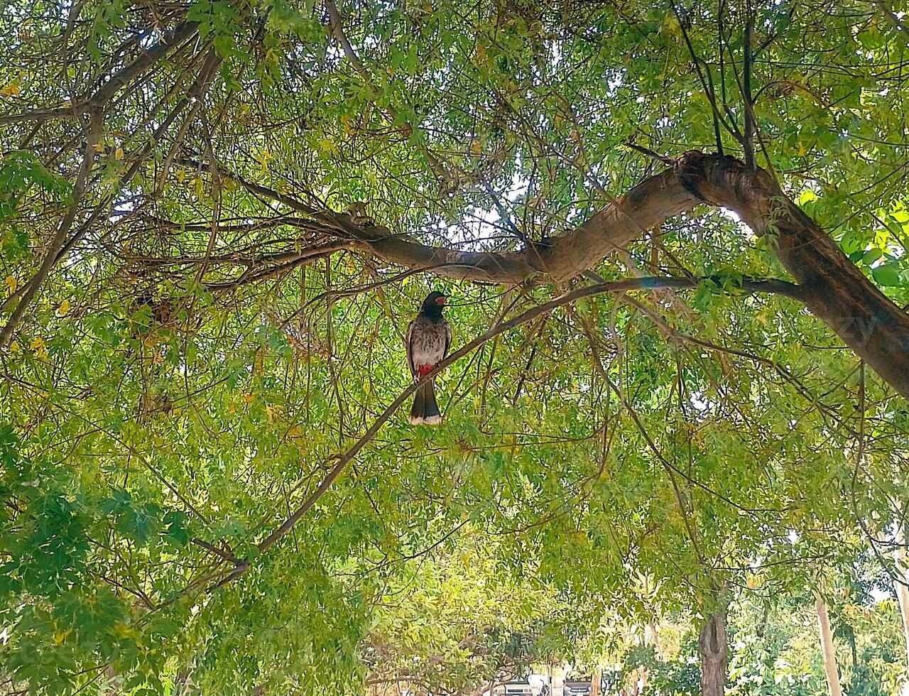 A beautiful bird sitting on a branch of Tree photo