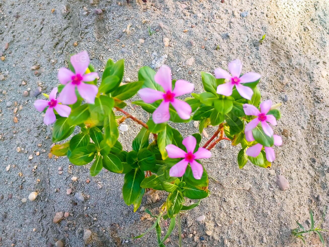 hermosa verde hojas con rosado y Violeta florecer flor foto
