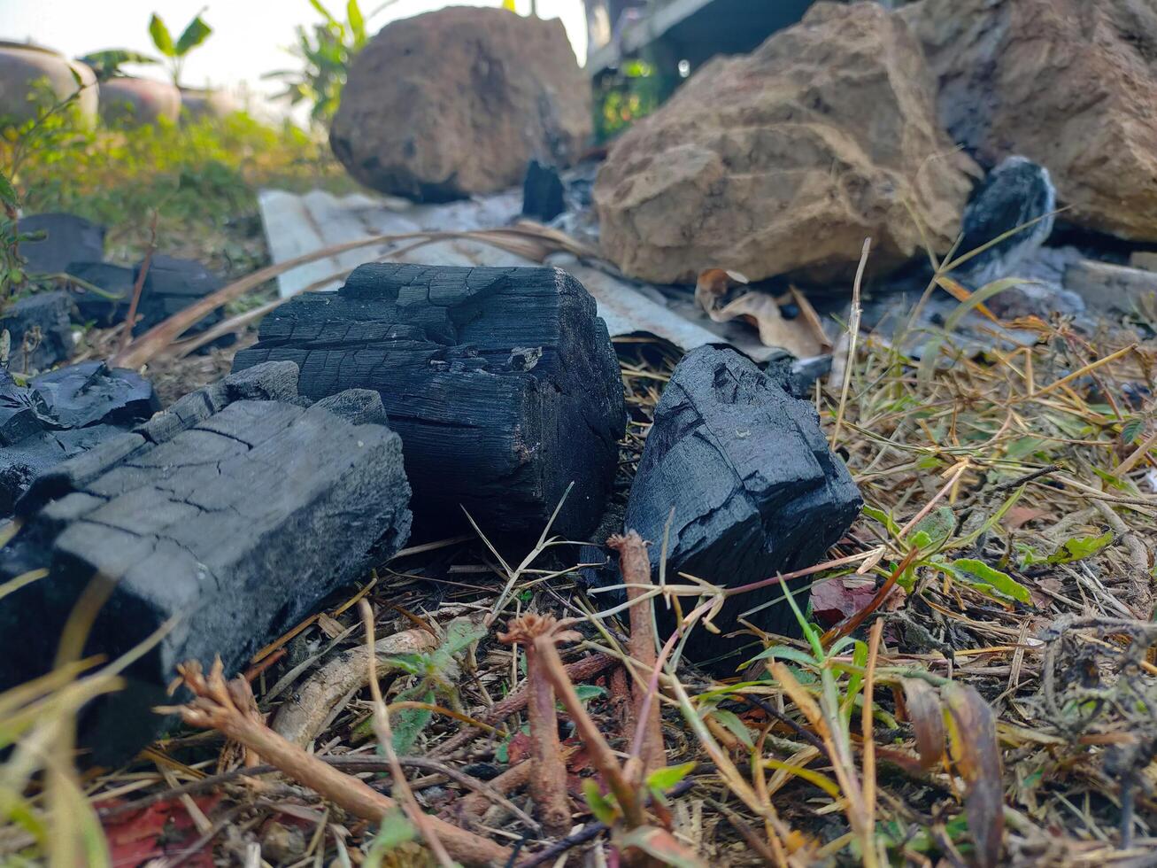 Resilience Amidst Ashes A Close-Up of Charred Wood in a Natural Landscape photo