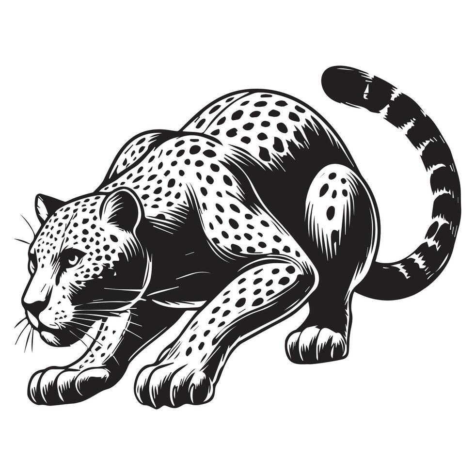 Panthera pardus Clipart - A Leopard Crouched Ambush illustration in black and white vector