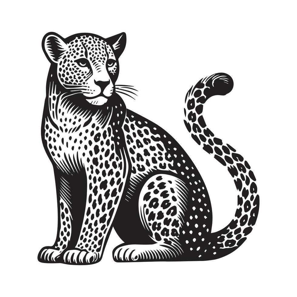 Panthera pardus Clipart - A Ear Twitch Leopard illustration in black and white vector