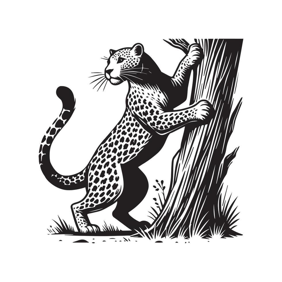 Leopard Clipart - A Scent Mark Leopard illustration in black and white vector