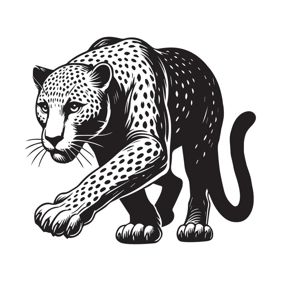 Leopard Clipart - A Leopard Stealthy Step illustration in black and white vector