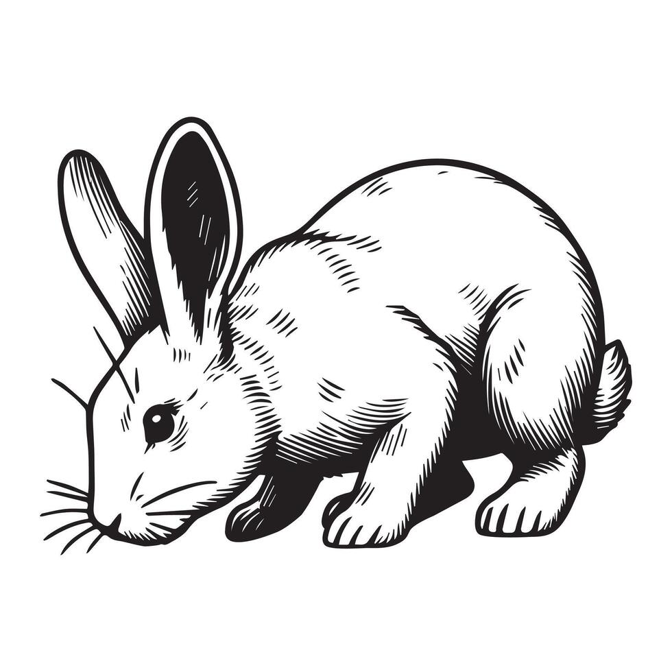 Bunny Outline Clipart - A Sniffing Ground Rabbit illustration in black and white vector