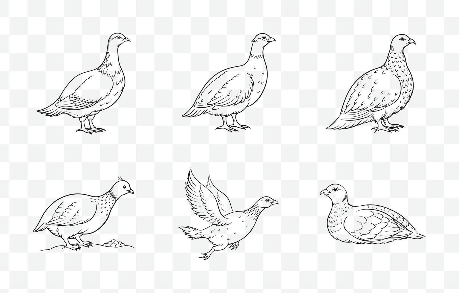Print Grouse Line Art Set Detailed Illustrations of Grouse Birds in Elegant Line Art Style vector