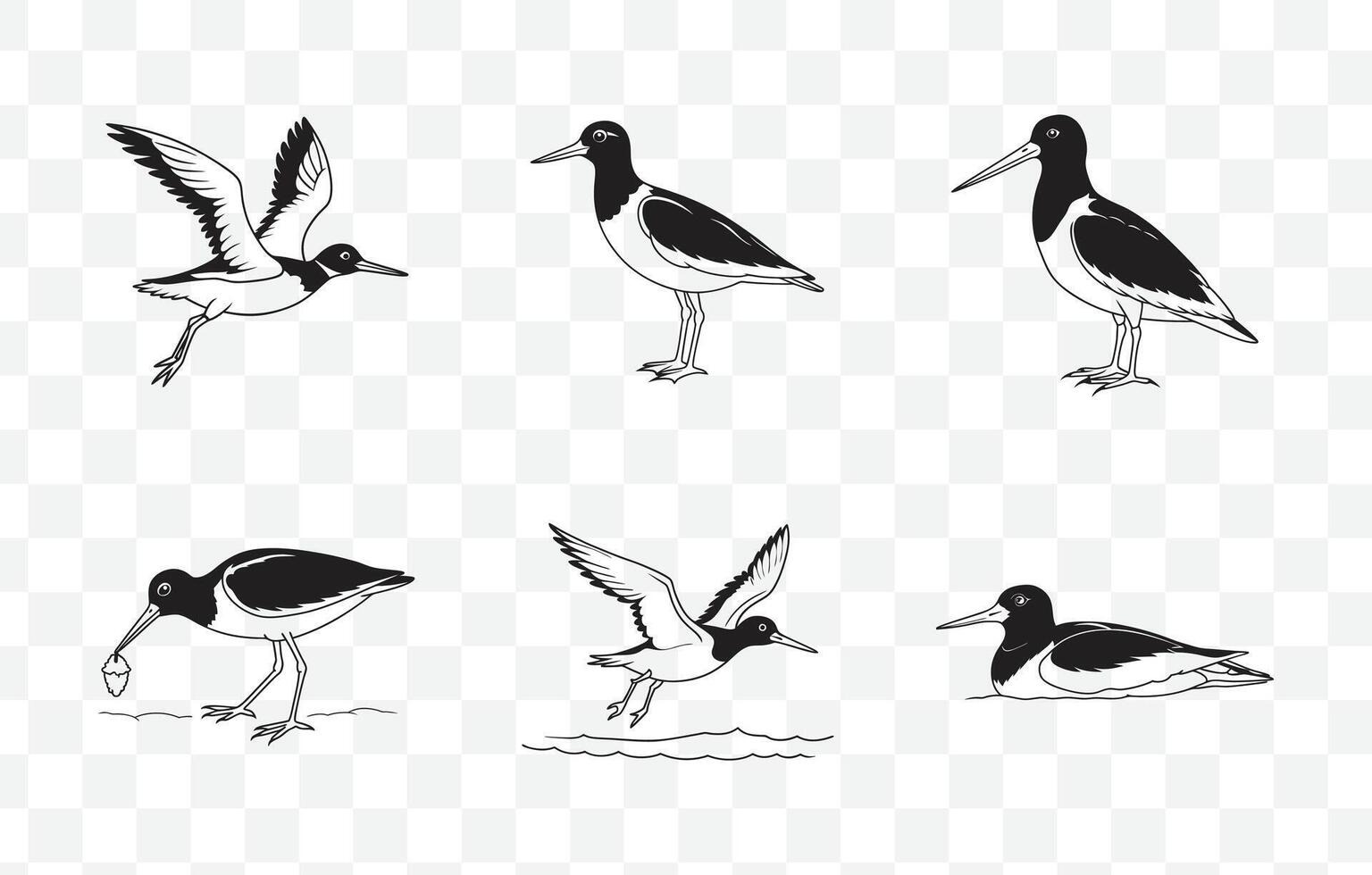 Print Oystercatcher Line Art Collection Featuring Detailed Illustrations of Coastal Birds for Artistic and Design Use vector