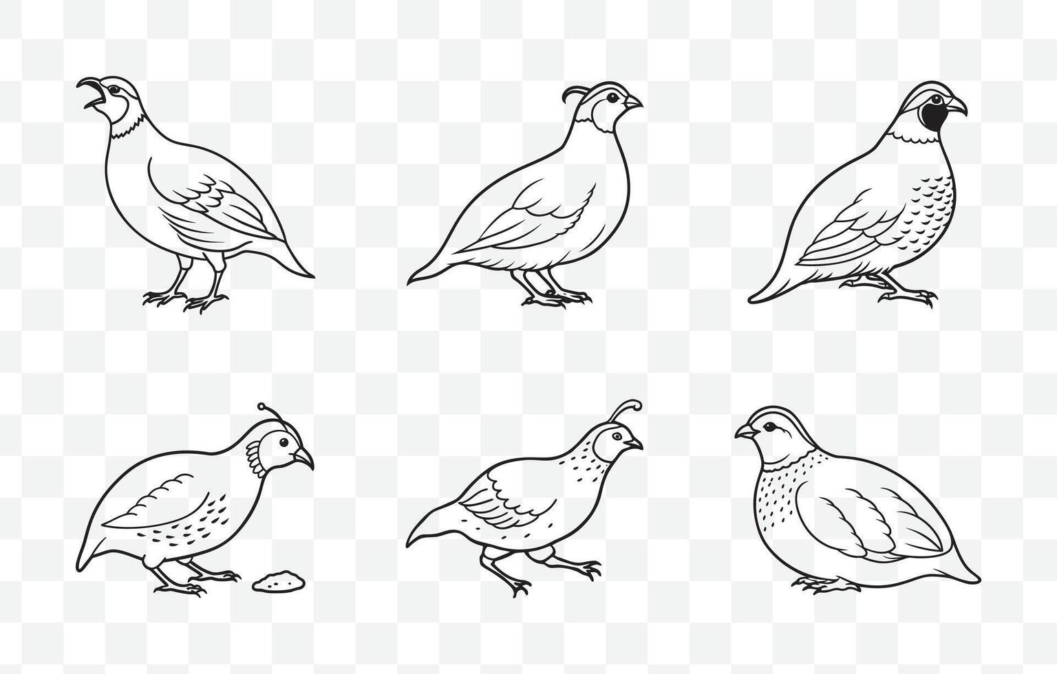 Print Comprehensive Quail Line Art Set Featuring Detailed and Artistic Illustrations of Quail Birds for Creative Projects vector