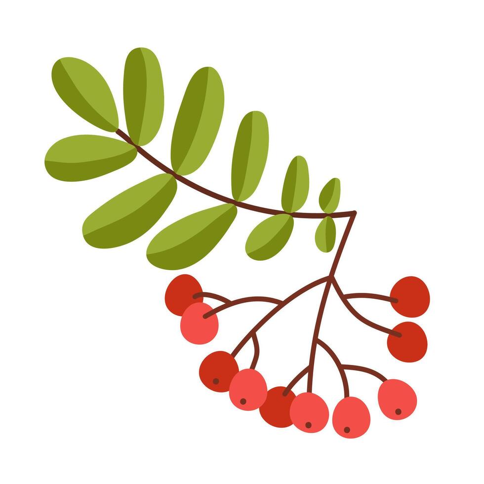 Rowan Berry Cluster Hanging on Tree Branch with Pinnate Leaves Illustration vector