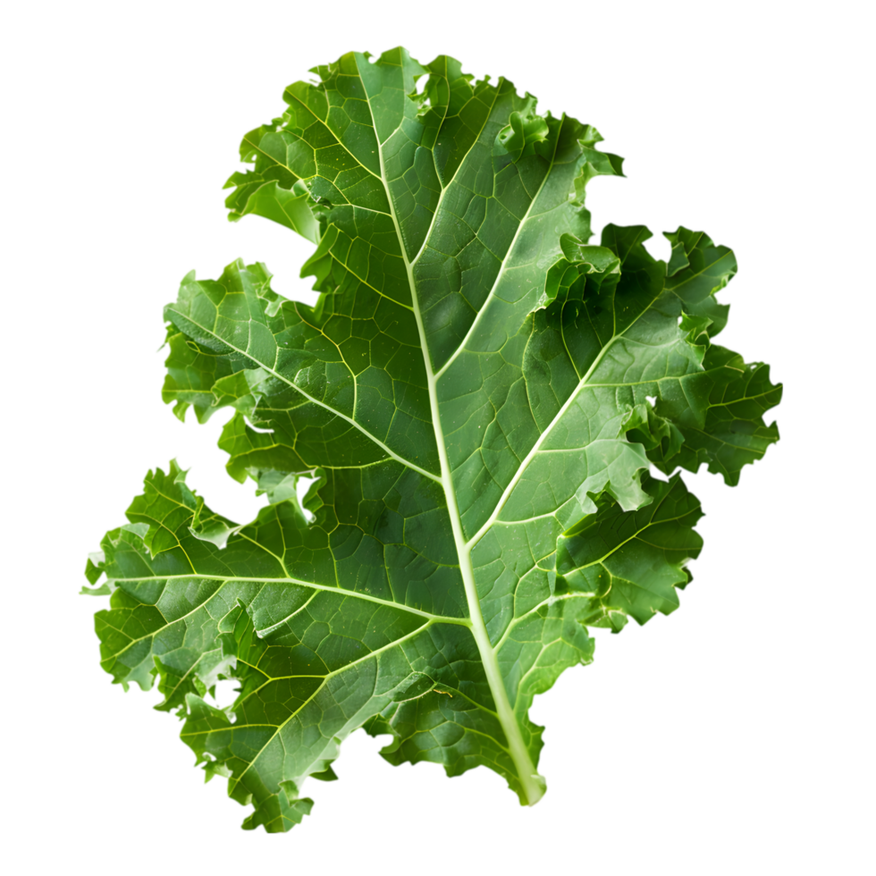 Kale leaf isolated on a transparent background png