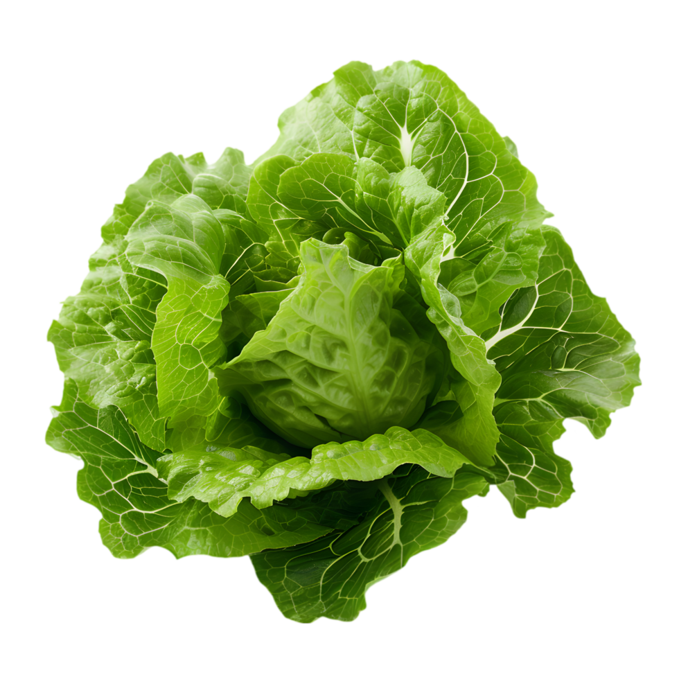 Green leaf isolated on a transparent background png