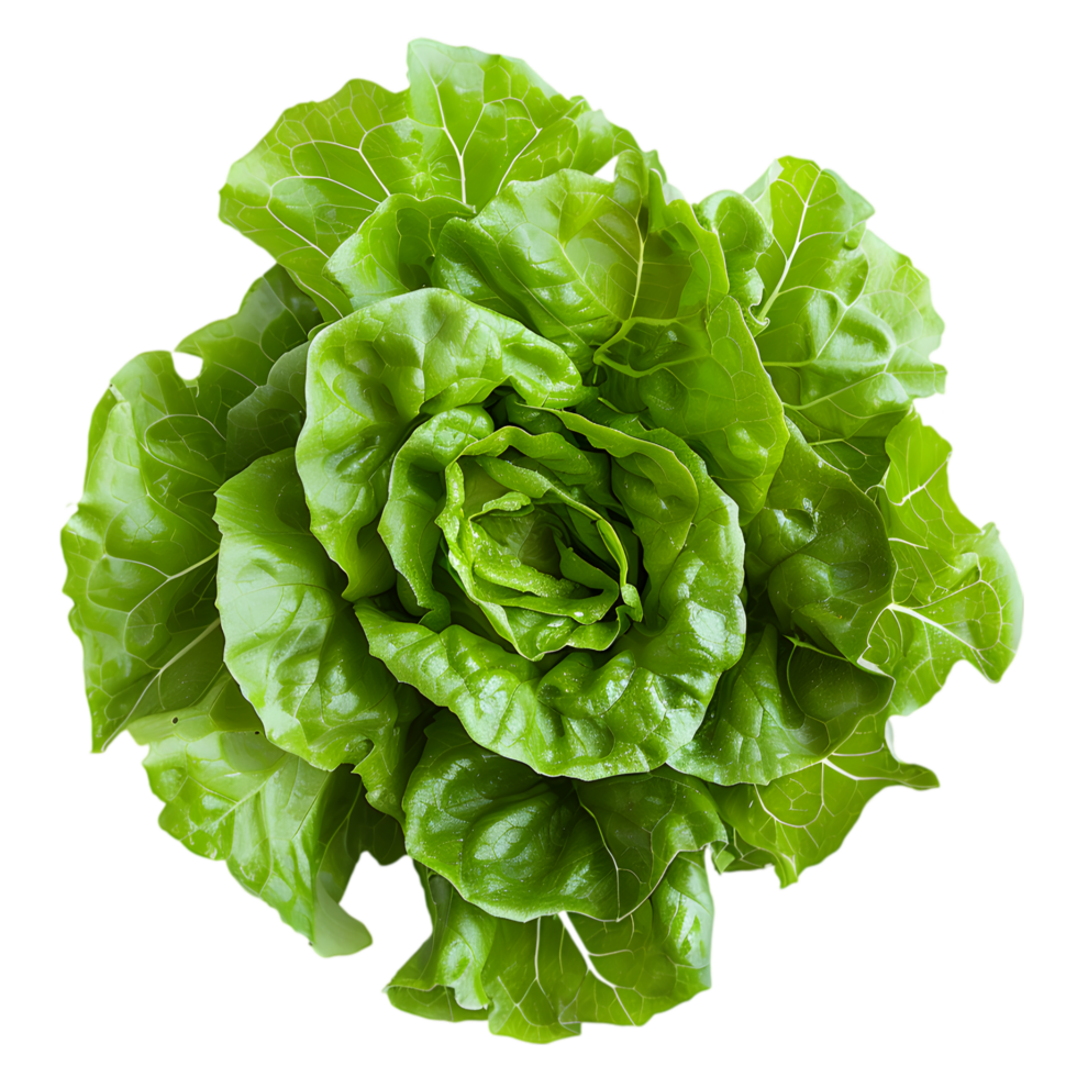 Green leaf lettuce isolated on a transparent background png