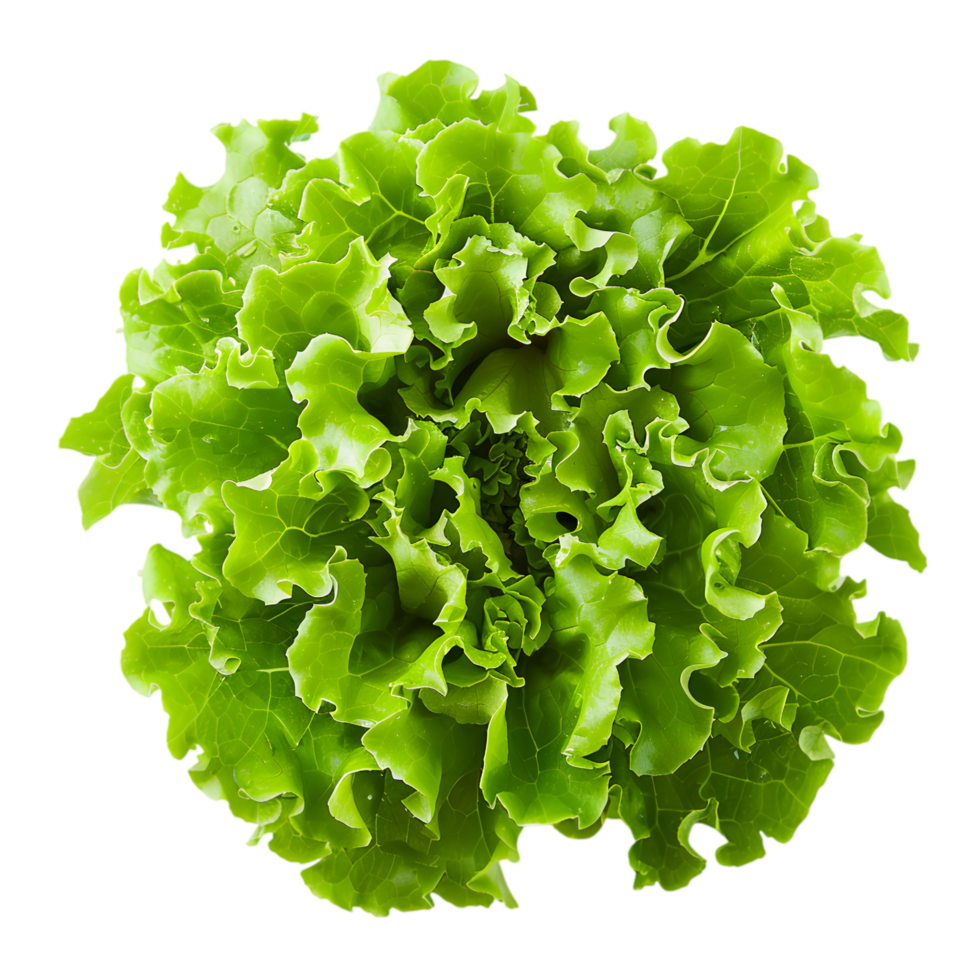 Lettuce head isolated on a transparent background png