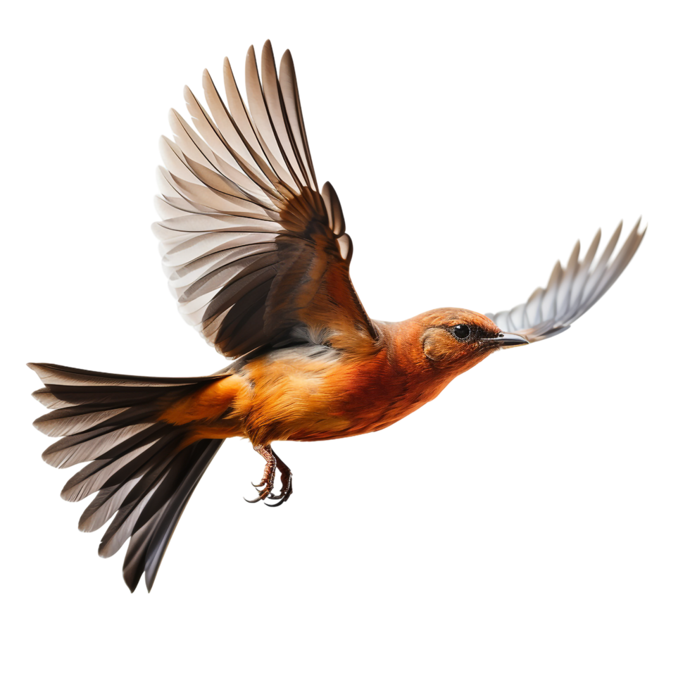flying bird isolated against transparent background png