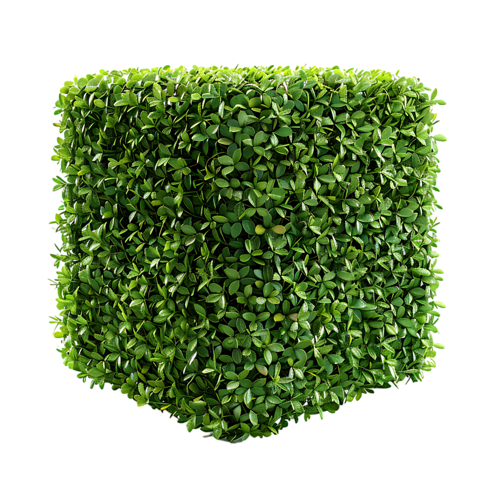 A solitary cube shaped topiary png