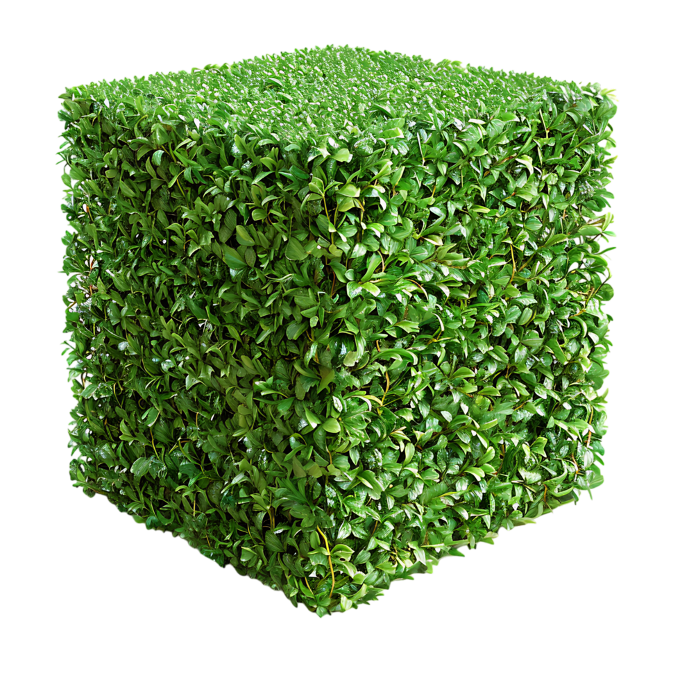 A solitary cube shaped topiary png
